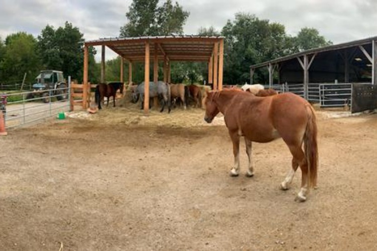 Image de L'écurie Active !