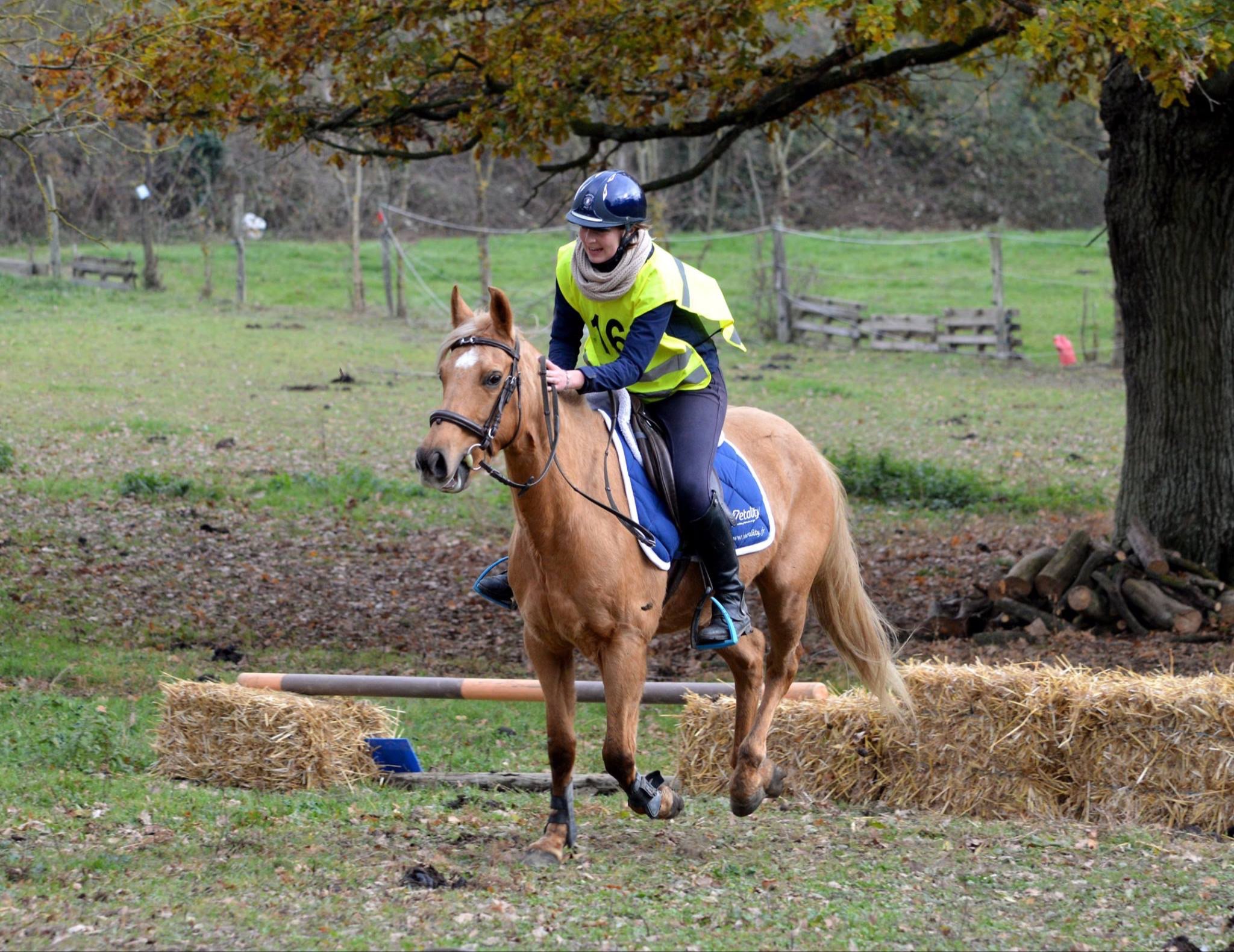 Image de -MATINÉE REPRISE DE L'ÉQUITATION OU MONTE OCCASIONNELLE POUR ADULTES niveau galop 3 à 7