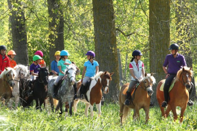 Image de stages du 17 au 29 février pour galop 3 à 6