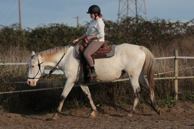 Image de STAGE ETHOLOGIE
